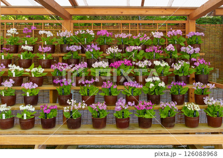 さくら草（サクラソウ）の愛好家による鉢植えの展示 126088968