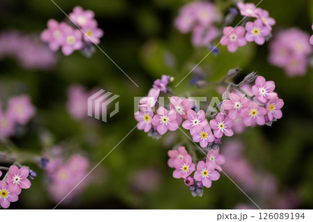 春の花、勿忘草の花風景-4 126089194
