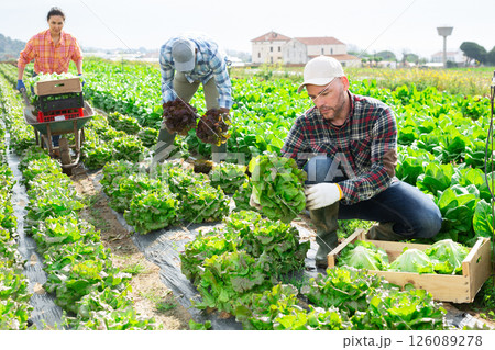Farmer picking crops of green lettuce on vegetable plantation Farmer picking crops of green lettuce on vegetable plantation 126089278