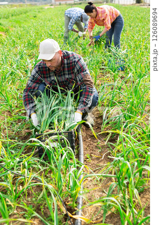 Farmer picking young garlic sprouts on field Farmer picking young garlic sprouts on field 126089694