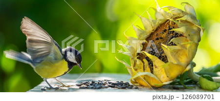 Little bird feeding sunflower seeds from dry flower. Great tit 126089701