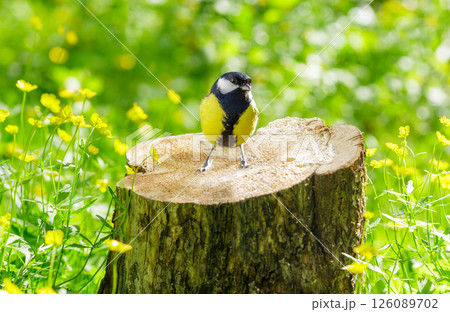 Little bird perching on stump on yellow flowers background. Great tit. Summer time Little bird perching on stump on yellow flowers background. Great tit. Summer time 126089702
