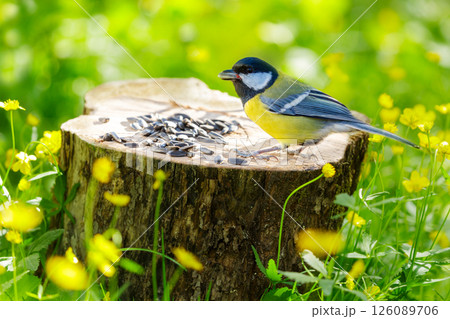 Bird feeding on a bird feeder with sunflower seeds. Great tit. Summer time 126089706