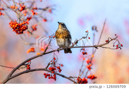Thrush bird perching on branch of tree and eats rowan berries 126089709
