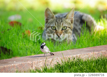 Little wagtail bird perching in front of cat in green lawn. The cat hunts a bird 126089716