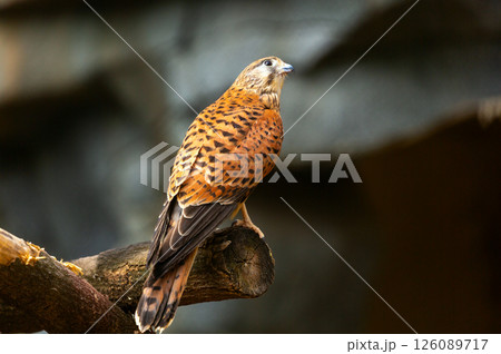 bird of prey perching on an old stump. Common Kestrel bird of prey perching on an old stump. Common Kestrel 126089717