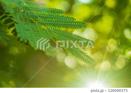 A photo of a summer park with acacia trees, foliage is flooded with pleasant sunlight, creating a blurred colorful bokeh effect in the background. Natural environment, nature conservation 126090375