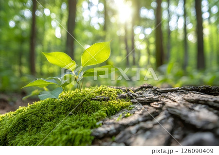 New life growing on mossy fallen tree trunk in sunny forest 126090409