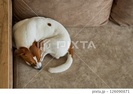 Close up of a cute Jack Russel terrier dog resting on beige sofa. The concept of calm, cozy home 126090871