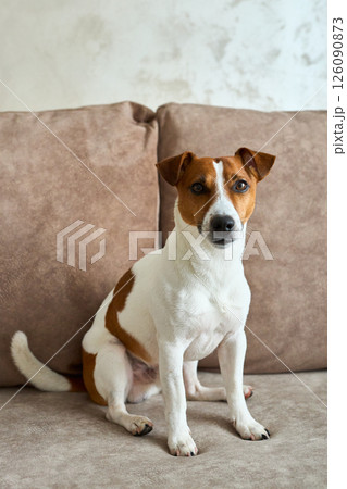 Jack Russell Terrier dog on the beige textile couch looking at the camera. Small rough coated doggy 126090873