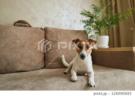 Jack Russell Terrier dog on the beige textile couch looking at the camera. Small rough coated doggy Jack Russell Terrier dog on the beige textile couch looking at the camera. Small rough coated doggy 126090885