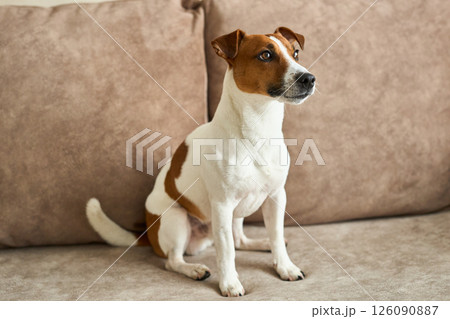 lovely Jack Russell Terrier dog on the beige textile couch during daytime. Small rough coated doggy 126090887