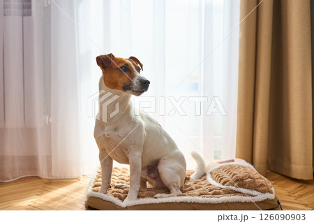 A cute funny Jack Russel Terrier is lying on the plush dog bed. Light background in room interior A cute funny Jack Russel Terrier is lying on the plush dog bed. Light background in room interior 126090903