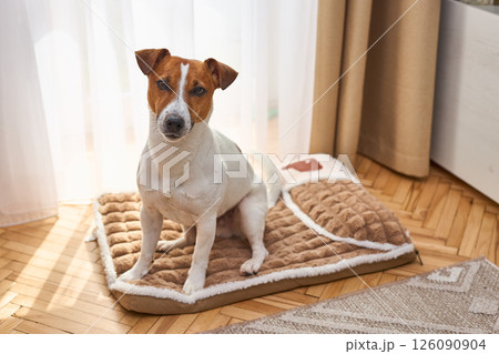 A cute funny Jack Russel Terrier is lying on the plush dog bed. Light background in room interior A cute funny Jack Russel Terrier is lying on the plush dog bed. Light background in room interior 126090904