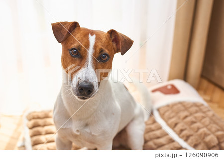A cute funny Jack Russel Terrier is lying on the plush dog bed. Light background in room interior A cute funny Jack Russel Terrier is lying on the plush dog bed. Light background in room interior 126090906