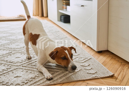 Cute dog Jack Russell terrier stretches at home, ready for play. Pet at morning. Copy space Cute dog Jack Russell terrier stretches at home, ready for play. Pet at morning. Copy space 126090916
