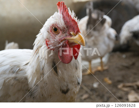 Young white cockerel in a free-range chicken coop on a rural farm. Young white cockerel in a free-range chicken coop on a rural farm. 126091628