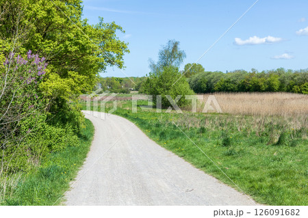 Rural country road amond field and forest 126091682