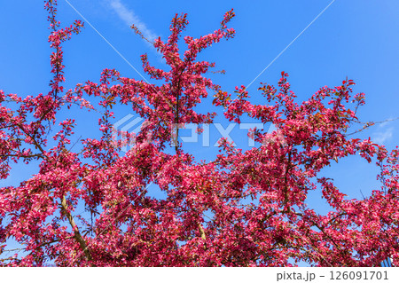 Branches of flowering tree with red pink flowers against blue sky Branches of flowering tree with red pink flowers against blue sky 126091701