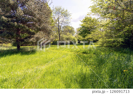 A large green meadow in a forest or park surrounded by trees A large green meadow in a forest or park surrounded by trees 126091713