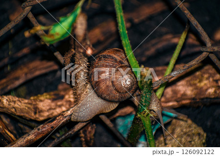 snail on a leaf 126092122