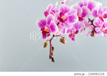 Purple orchid flowers on a light blue background Purple orchid flowers on a light blue background 126092129