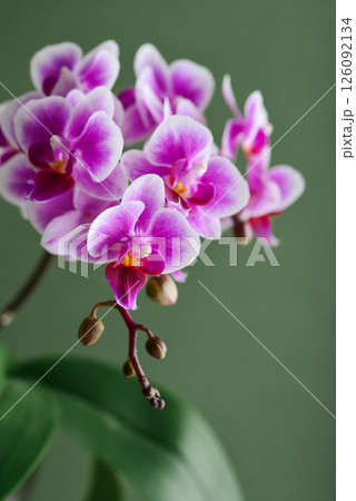 Purple orchid flowers on a green background. 126092134