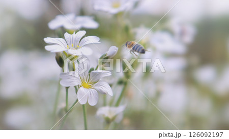 White wild flowers in the morning haze and a bee flying towards them 126092197