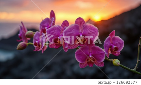Pink orchid blooms against a soft sunset sky backdrop 126092377
