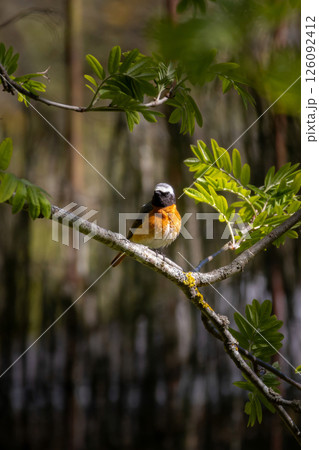 Common redstart, Phoenicurus phoenicurus. 126092412