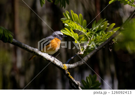 Common redstart, Phoenicurus phoenicurus. 126092413