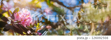 Blooming Pink Flowers of Rhododendron catawbiense In Spring Garden. 126092508