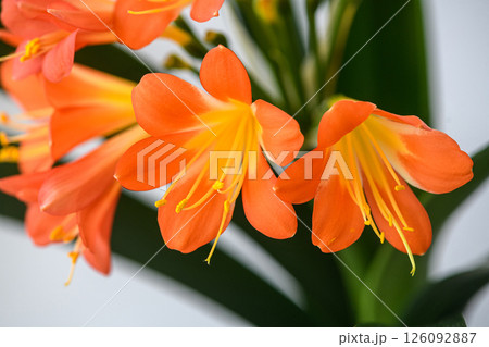 Close-up of vibrant orange clivia flowers in bloom. 126092887