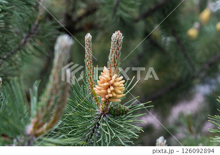 Young pine cones growing on green tree branches. 126092894