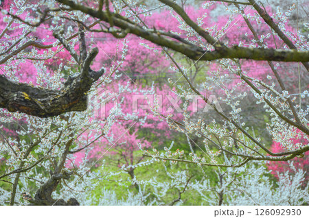 咲き乱れる【ろうかく梅園】 126092930