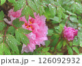 雨の濡れた牡丹ピンク 126092932