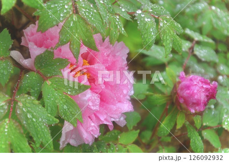雨の濡れた牡丹ピンク 126092932