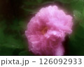 ソフトフォーカスの牡丹ピンク 126092933