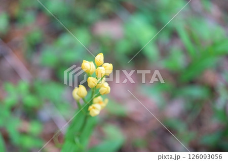 キンランの花 126093056