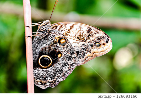 Owl butterfly (Caligo Memnon), lepidopteron 126093160