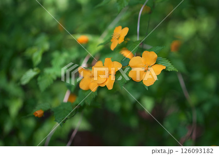 ヤマブキの花 ヤマブキの花 126093182