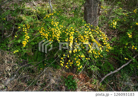 ヤマブキの花 126093183