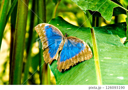 Beautiful Morpho Peleides (Blue Morpho) butterfly on green leaves Beautiful Morpho Peleides (Blue Morpho) butterfly on green leaves 126093190