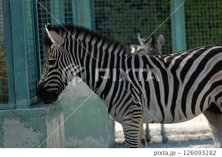 Zebra Enclosure Zoo Animal Stripes. A zebra stands near a green metal fence, its head resting on a concrete block. A second zebra is partially visible behind it. 126093282
