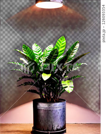 Urban Zamioculcas in industrial metal pot, dramatic spotlighting, floating presentation, commercial grade, clean backdrop 126093354