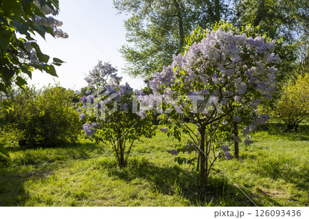 Beautiful blooming light purple lilac flowers Beautiful blooming light purple lilac flowers 126093436