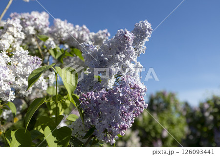 Beautiful blooming light purple lilac flowers Beautiful blooming light purple lilac flowers 126093441