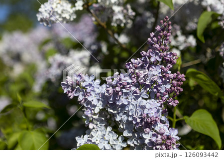 Beautiful blooming light purple lilac flowers Beautiful blooming light purple lilac flowers 126093442
