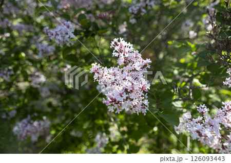 Beautiful blooming light purple lilac flowers Beautiful blooming light purple lilac flowers 126093443