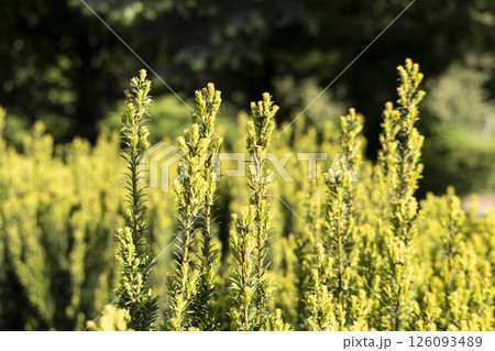 A vibrant field with lush green plants under a bright white sky 126093489
